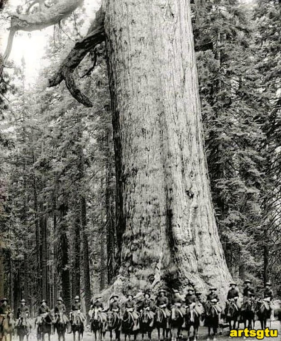 Гигантские секвойи США 19 век