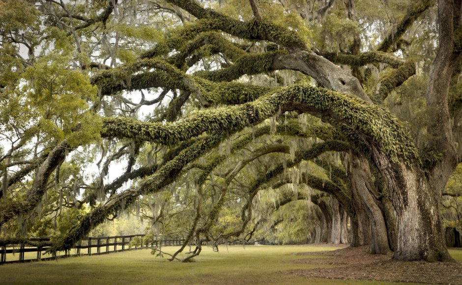Южная Каролина деревья