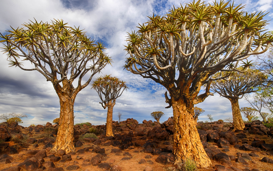 Колчанные деревья Намибия