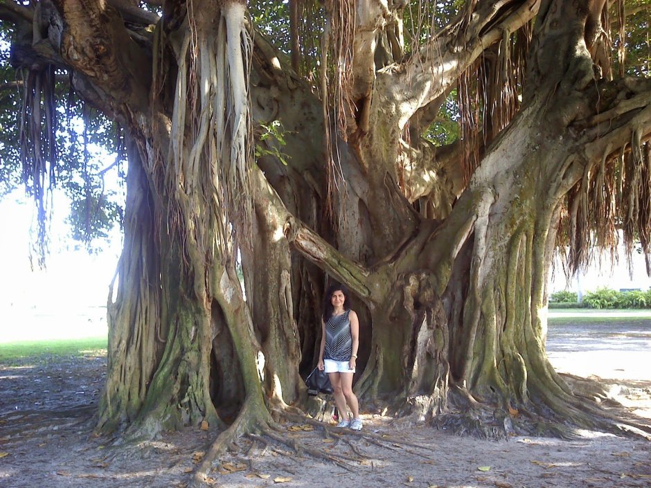 Баньян Бали дерево