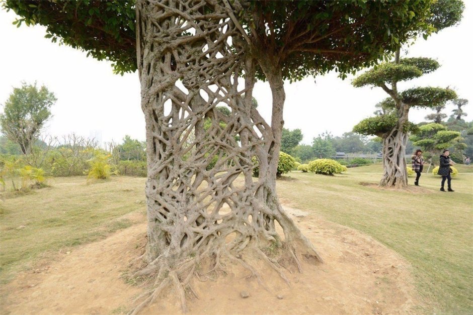 Фикус Бенджамина -дерево душитель
