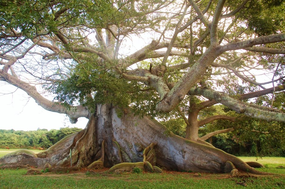 Сейба дерево в Южной Америке
