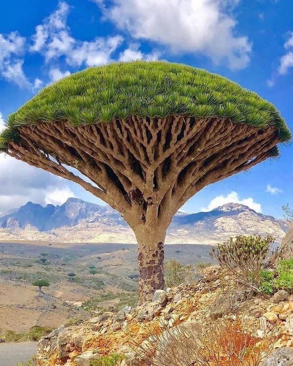 Сокотра Йемен драконовое дерево