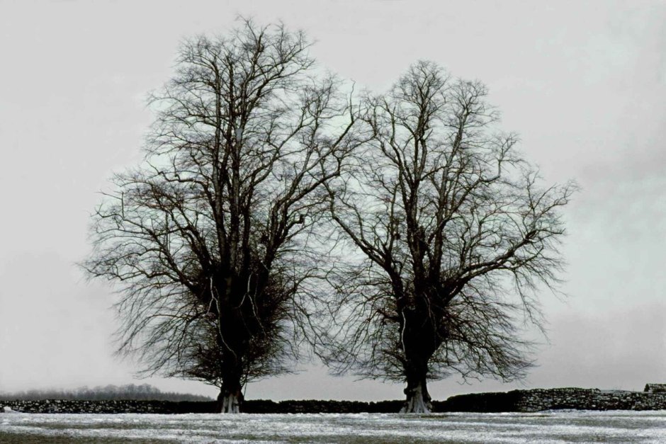 Frank Horvat фотографии деревьев