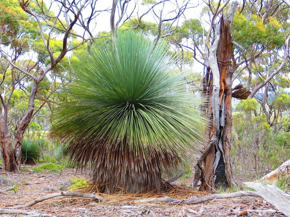 Ксанторрея травяное дерево Австралия
