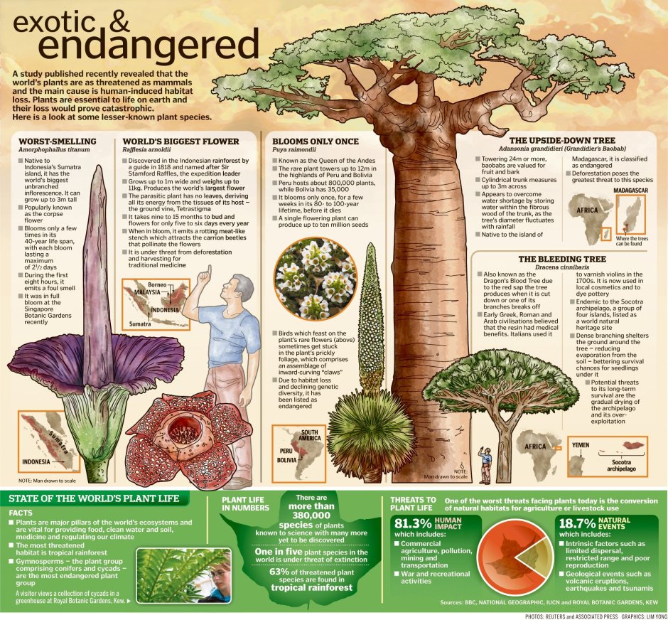 Инфографика растения