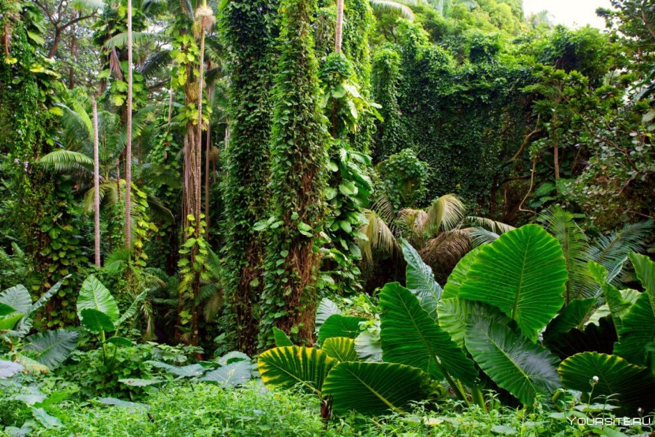 Тропический Ботанический сад Гавайи (