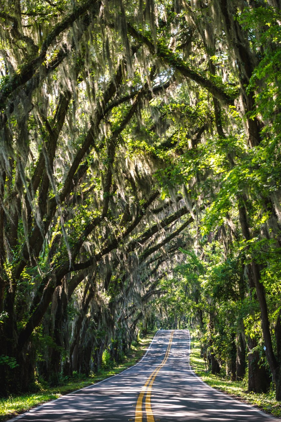 Флорида тропический лес