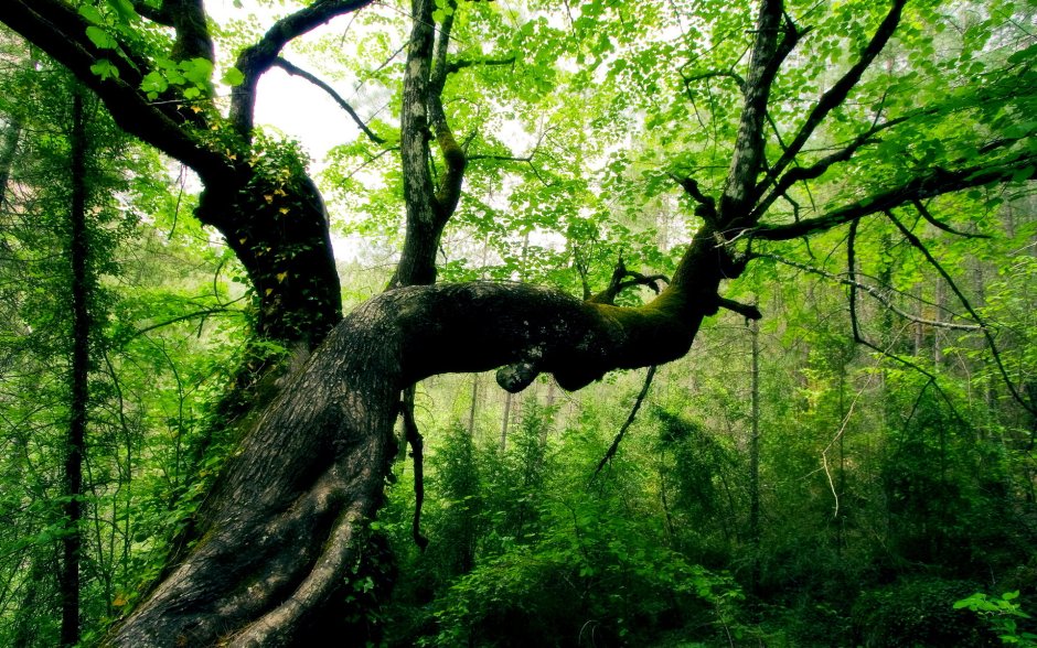 Ветка дерева в джунглях