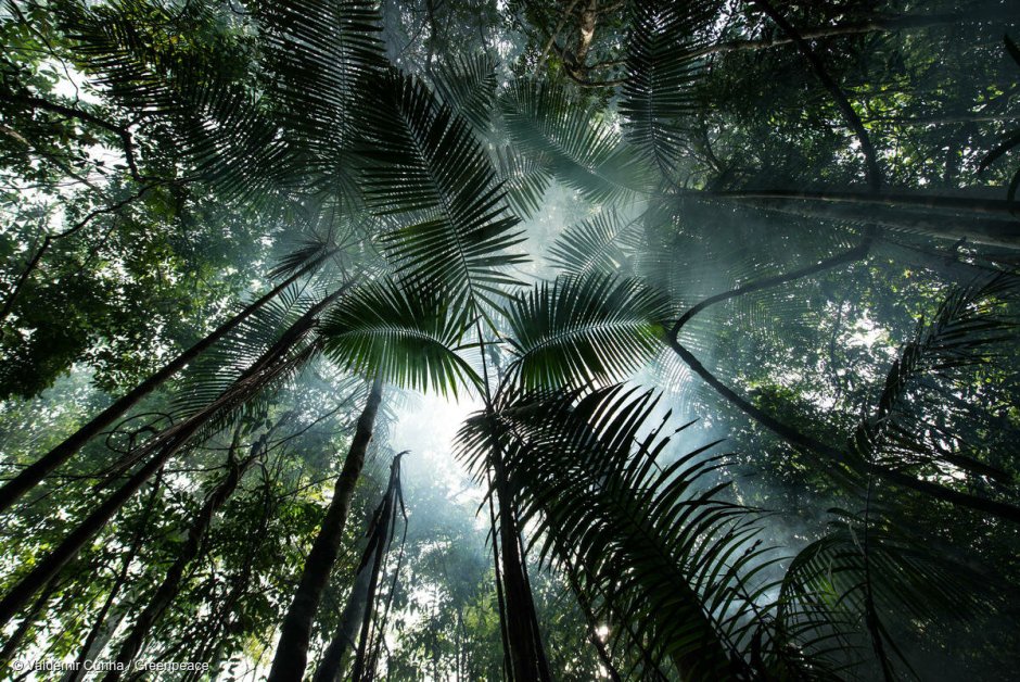 Тропический лес Бразилии
