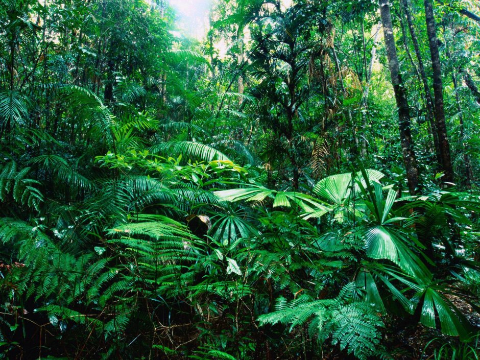 Экваториальный лес Сельва растения