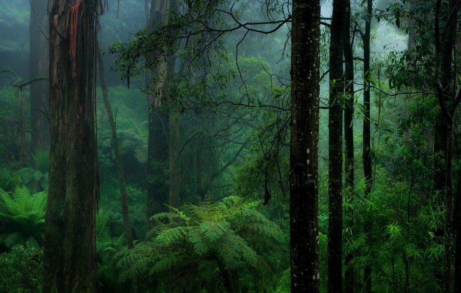 Красивый густой лес