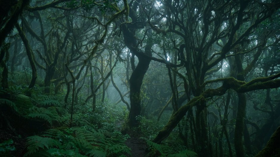 Таинственный лес Шьямалана