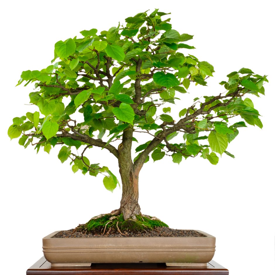 American Linden Tree (Pot)