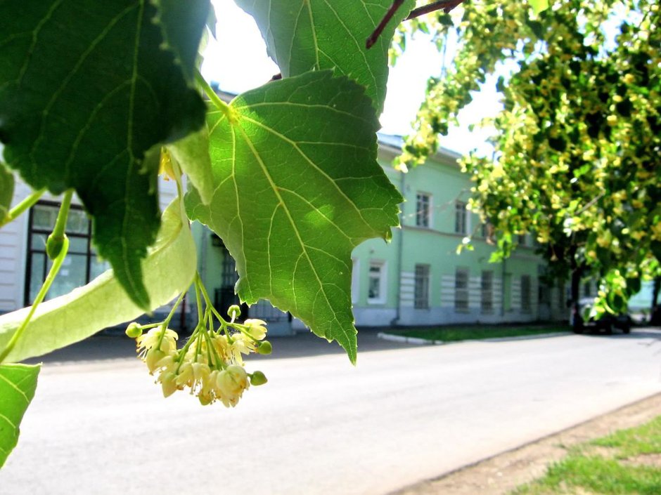 Дерево липа цветёт Екатеринбург