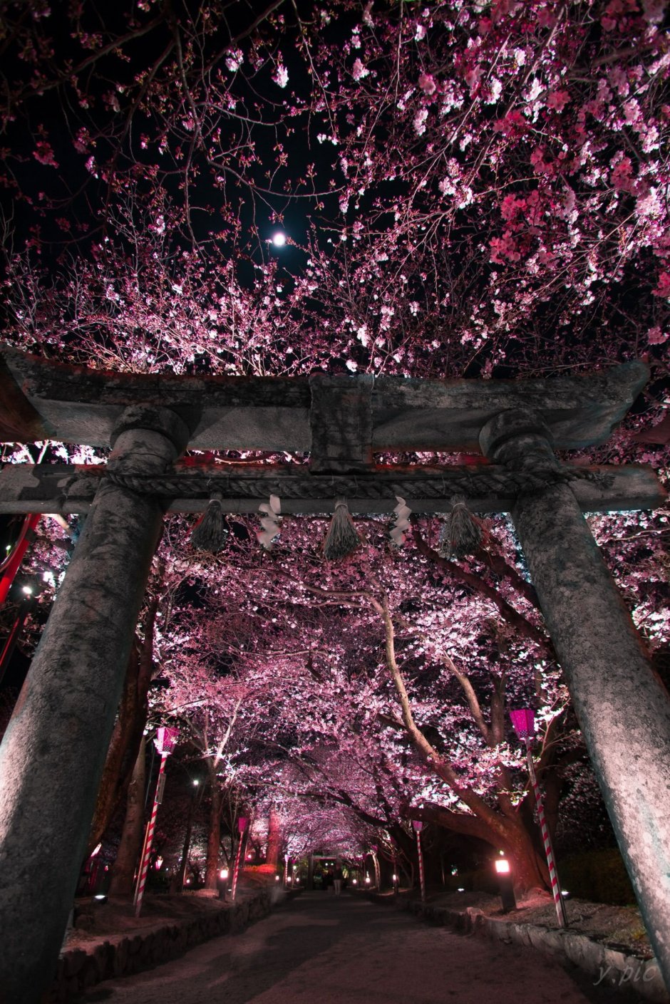 Цветущая Сакура в Японии