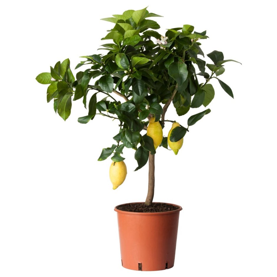 Цитрус (комнатное растение) лимон Лунарио