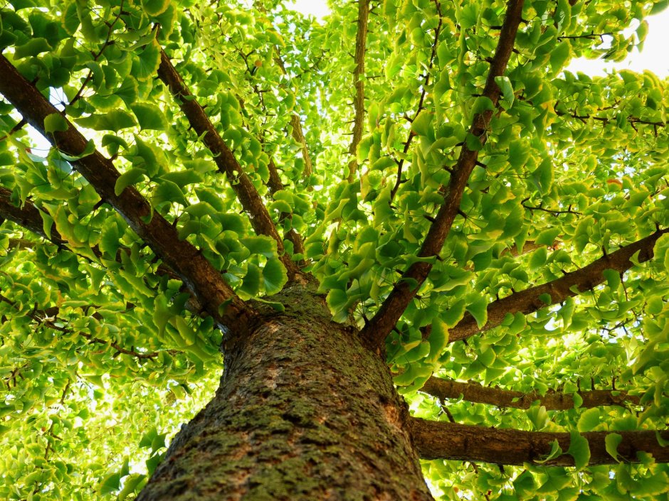 Гинкго дерево