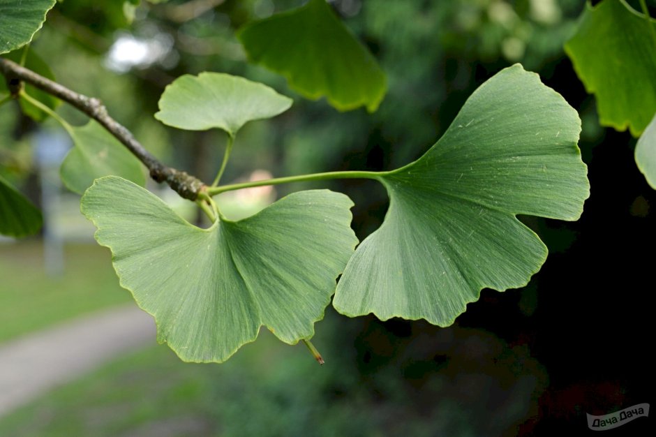 Гинкго двулопастный лист