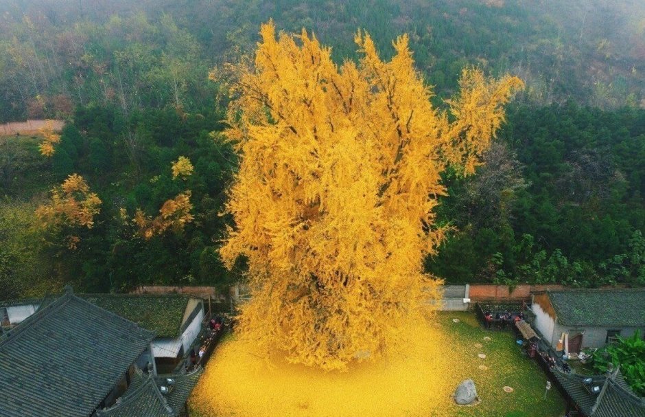 Дерево гинкго в Японии