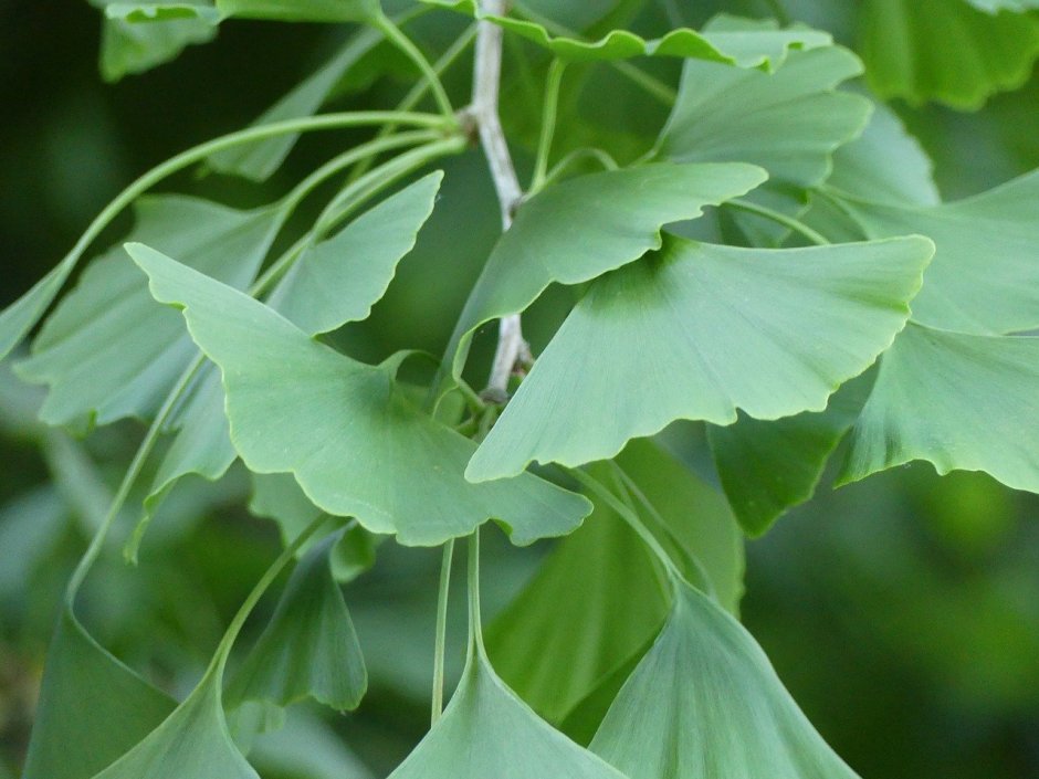 Гинкго двулопастной листья