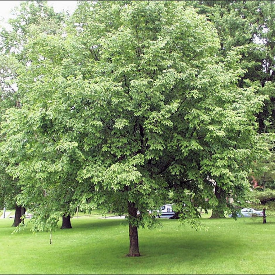 Хмелеграб дерево