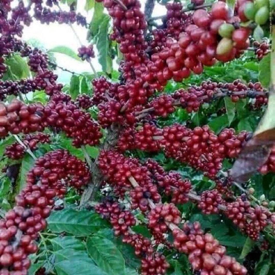 Coffea canephora плантации