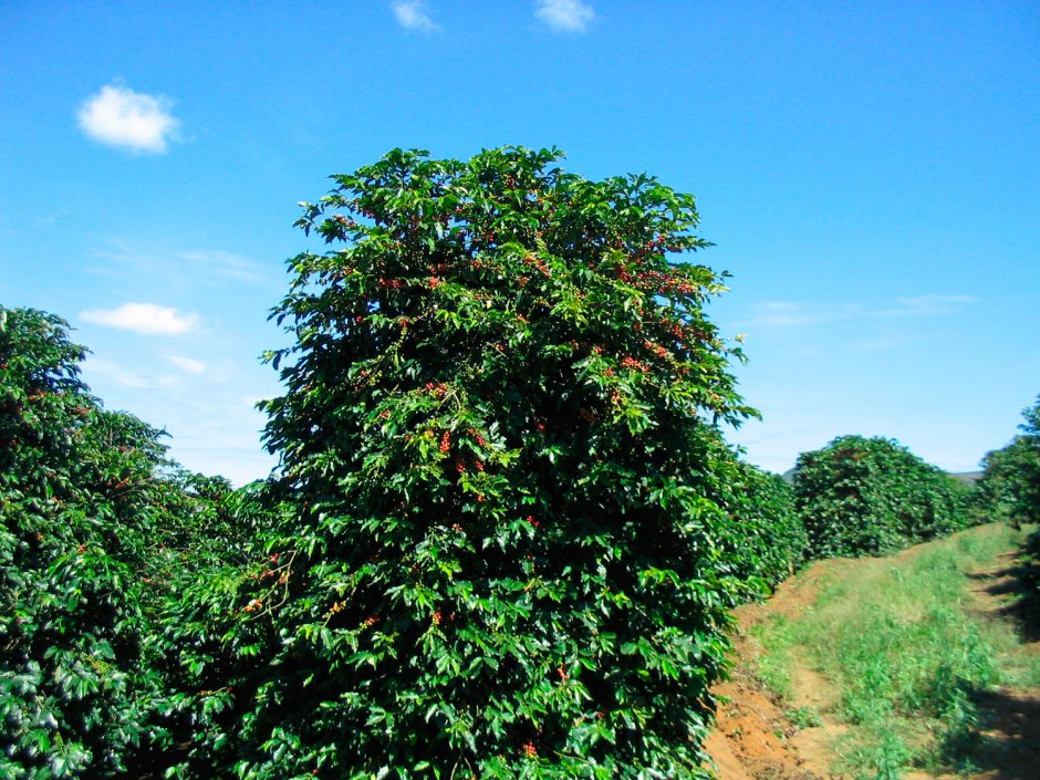 Дерево кофе Арабика