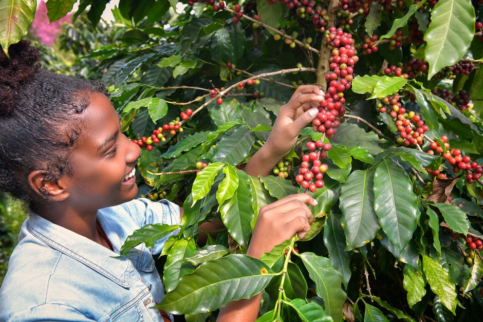 Кофейные плантации в Кении