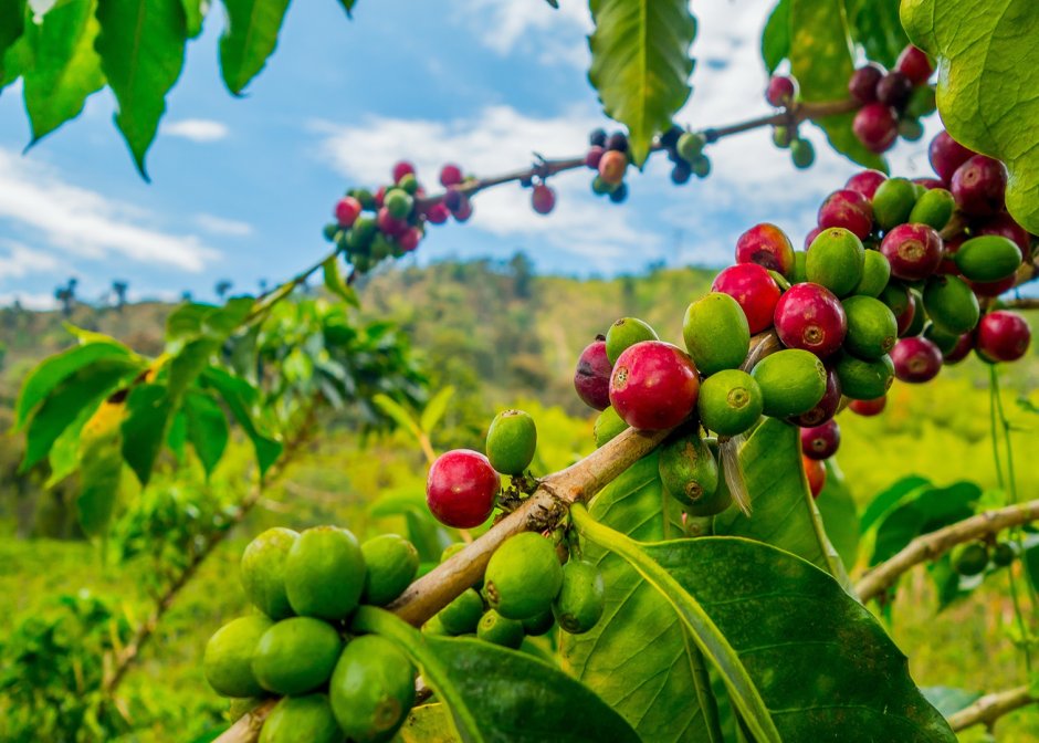 Coffea Arabica плантации