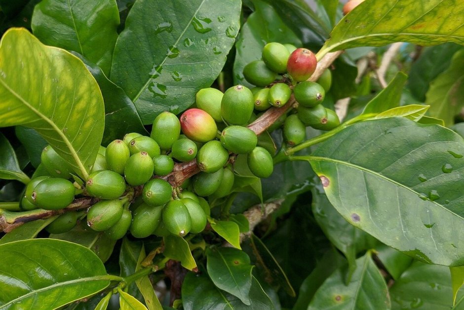 Кофейное дерево плантация