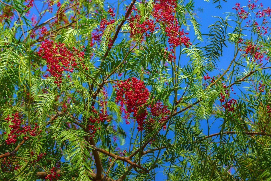 Схинус - перечное дерево