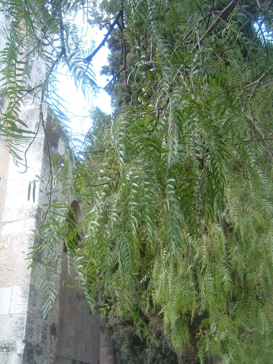 Перечное дерево Фавор