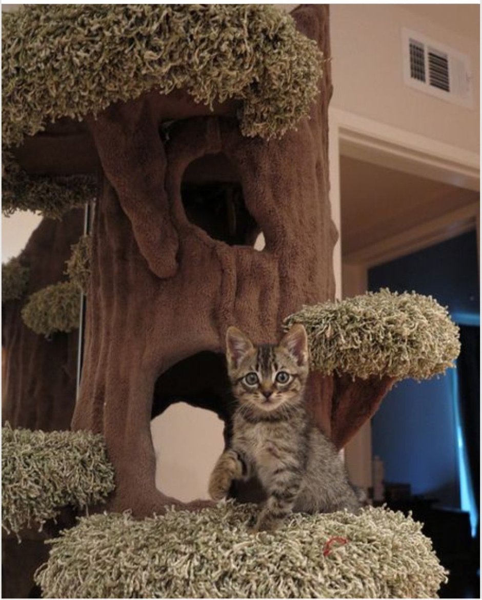 Необычный дом для кошки