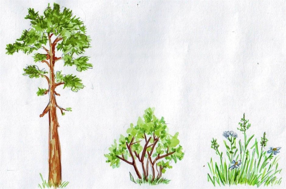 Рисование деревья и кустарники