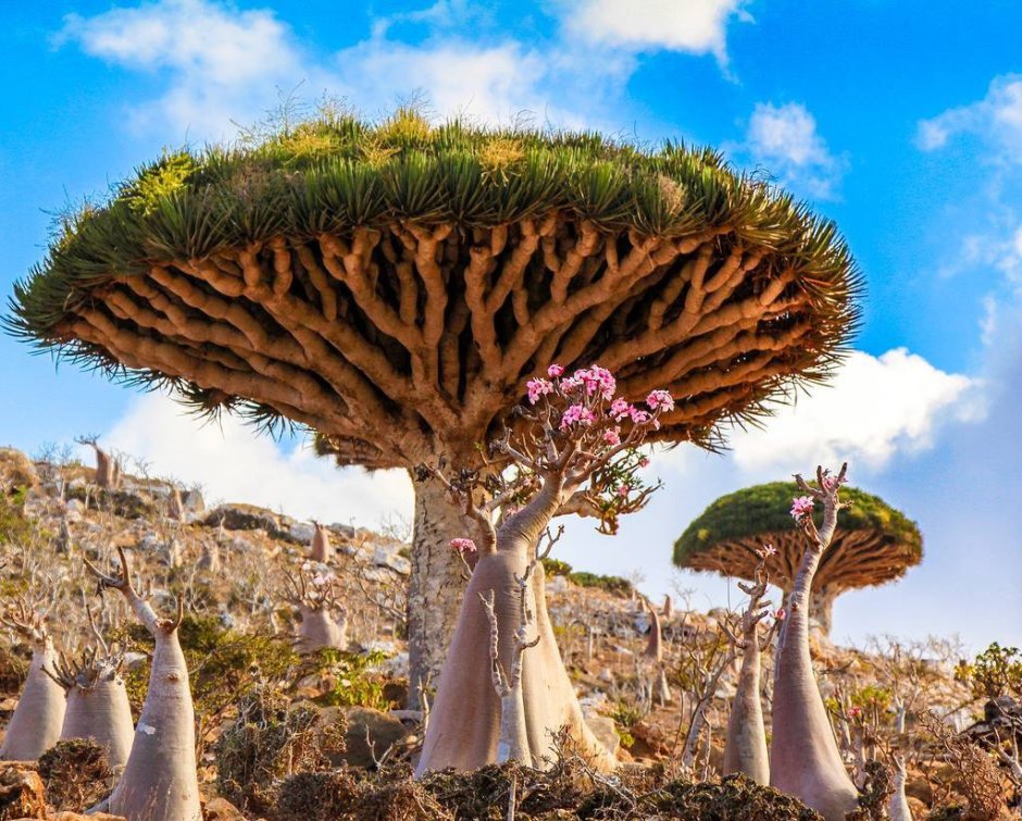 Драцены киноварно-красные, остров Сокотра, Йемен