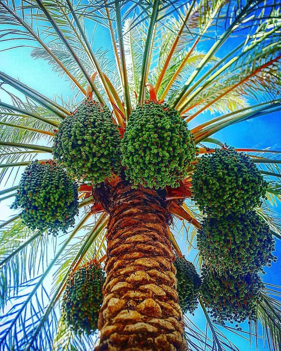 Пальма дерево