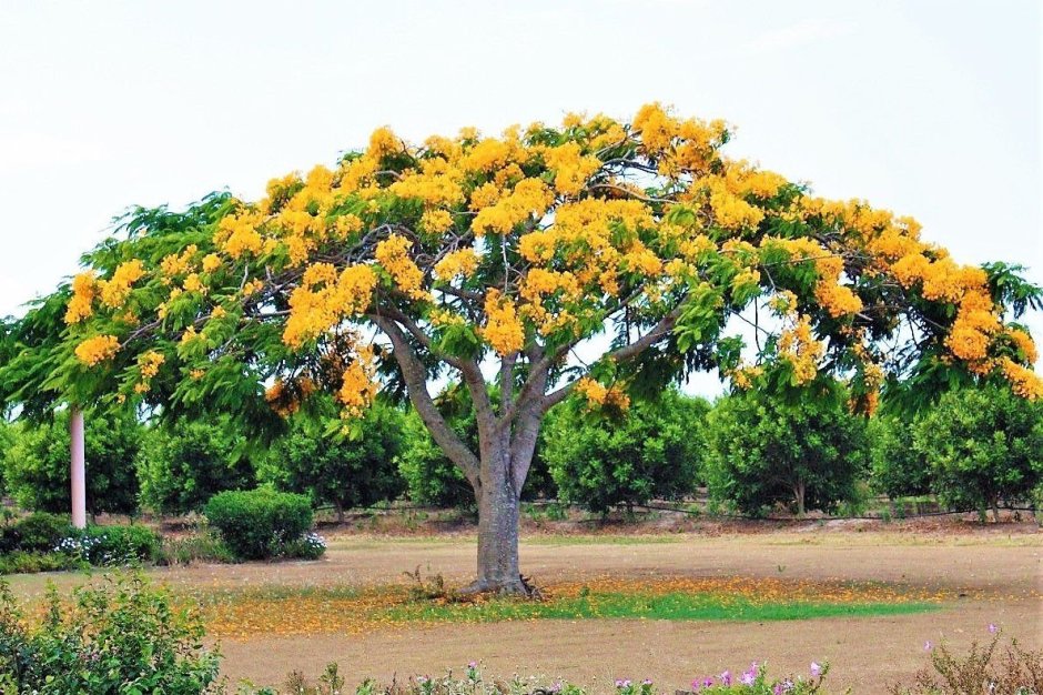 Королевский Делоникс дерево в России