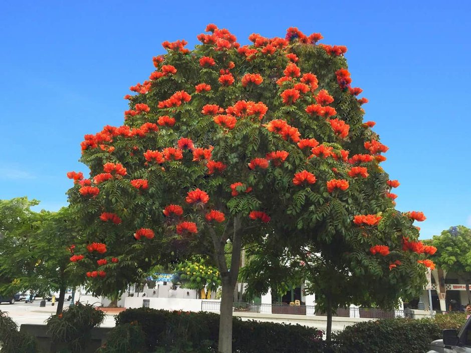 Тюльпанное дерево (Лириодендрон)