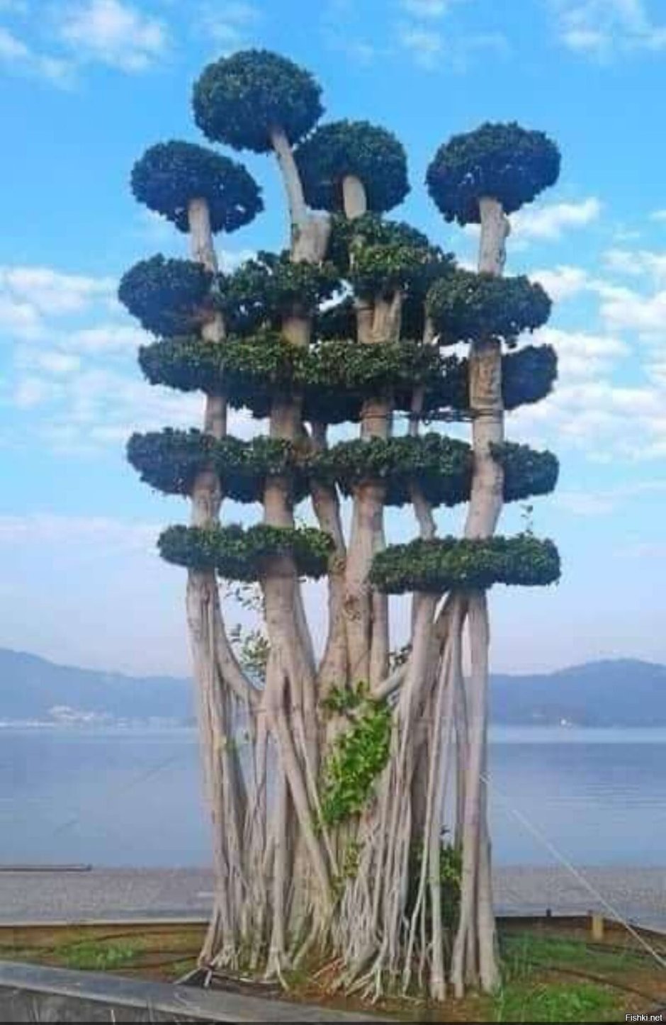 Фикусовое дерево в Турции