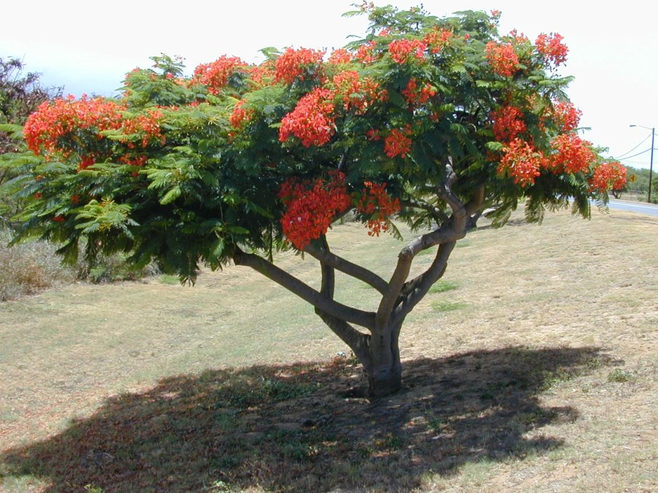 Дерево Делоникс Африки