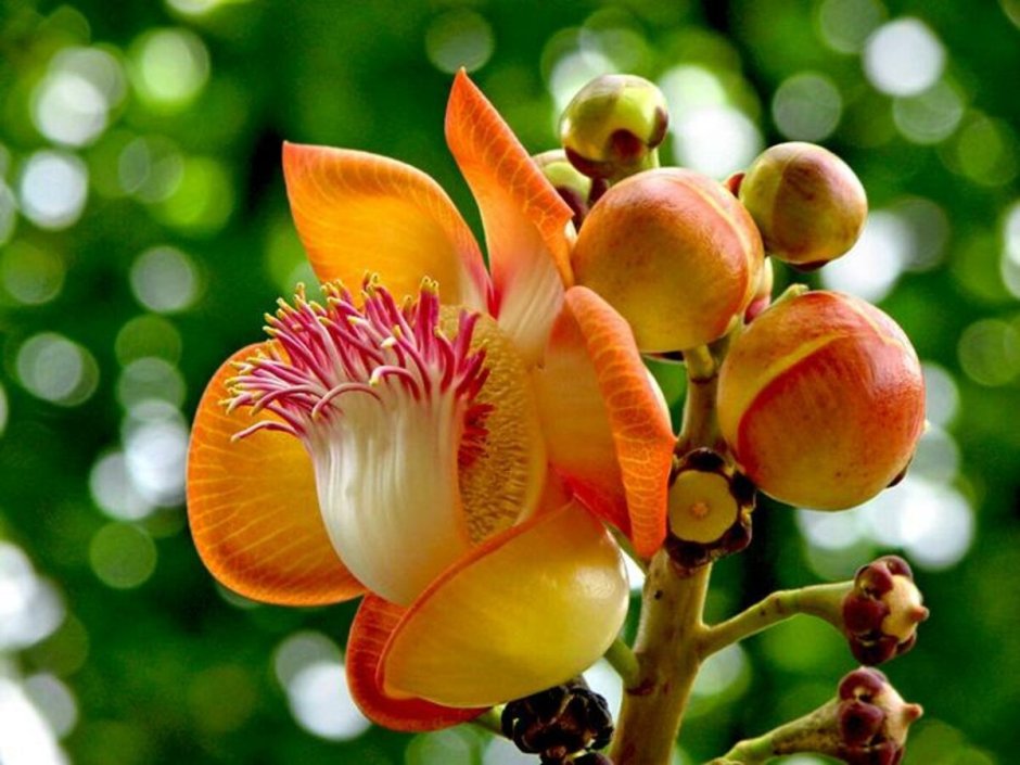 Курупита гвианская цветет