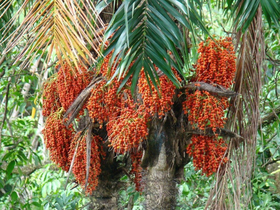 Финиковая Пальма плоды