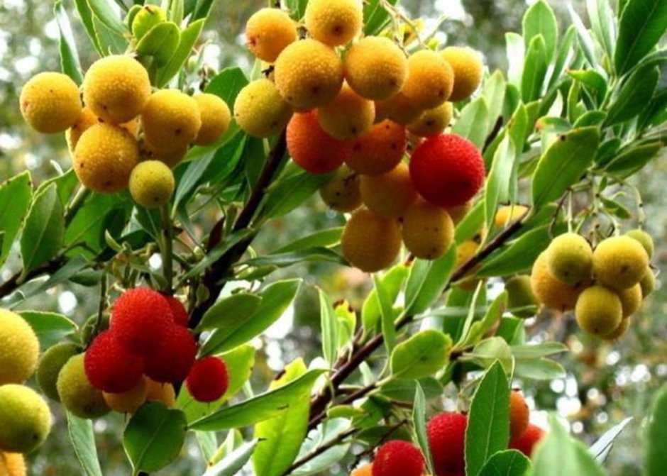 Арбутус Земляничное дерево плод