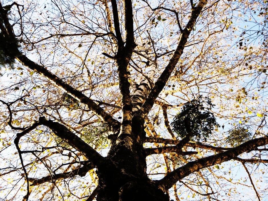 Чертово дерево на подоконнике фото