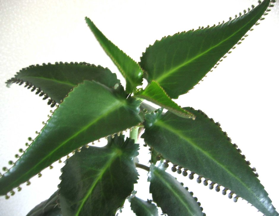 Каланхоэ пильчатолистное (Kalanchoe serratifolium)