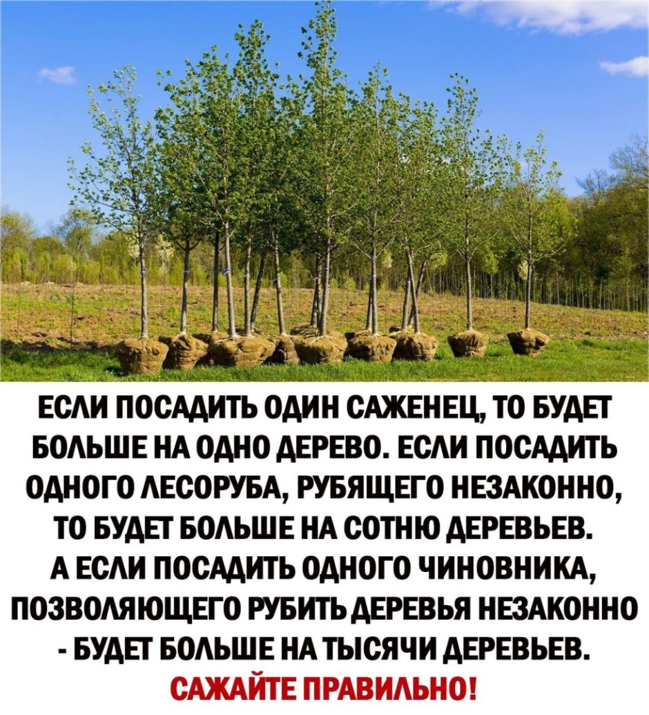 Посадить 1 дерево