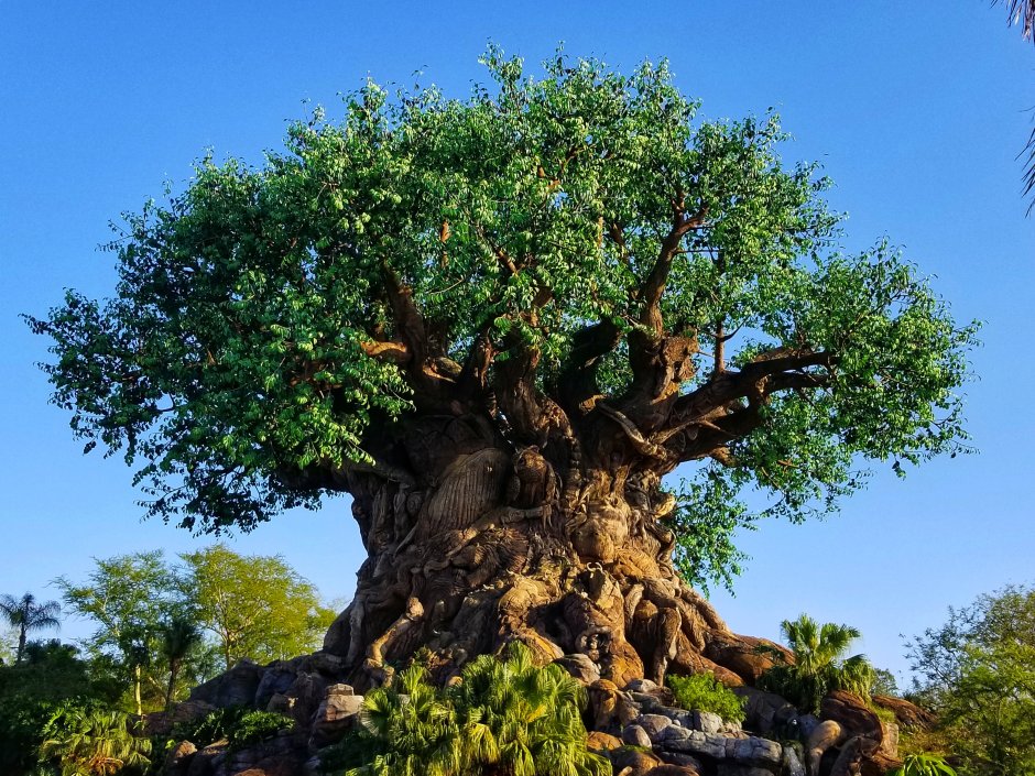Дерево Сандал Индия