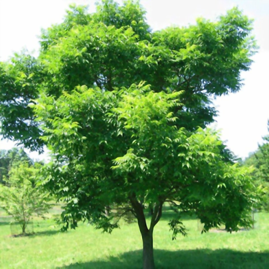 Бархат Амурский пробковое дерево