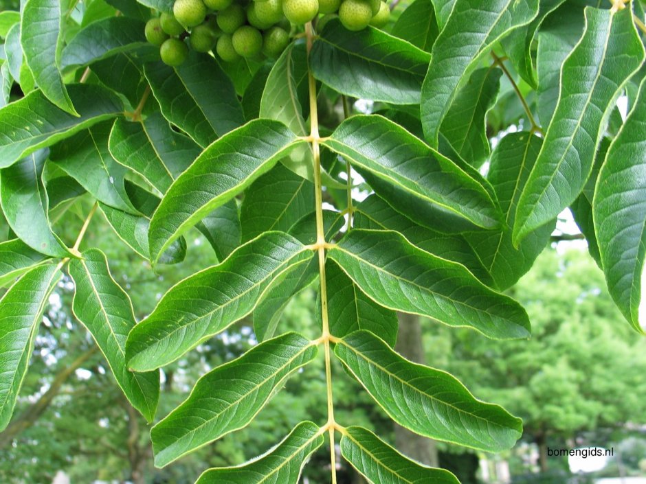 Бархат Амурский -Phellodendron amurense
